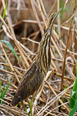 Vertical of alert American Bittern, Botaurus lentiginosus