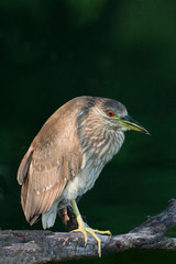 Juvenile Black-crowned Night Heron, Nycticorax nycticorax