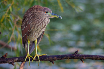 Resting Juvenile Black-crowned Night Heron, Nycticorax nycticorax