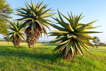  Plant Aloe Vera at the dawn of the sun. South Africa.