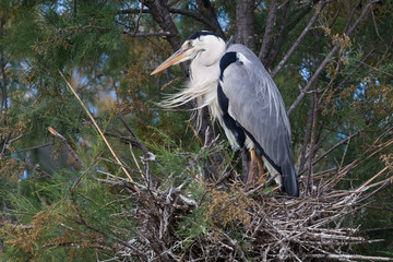 Gray Heron, Ardea cinerea, sitting on nest