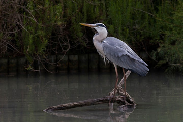 Gray Heron, Ardea cinerea, perched
