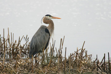 Great Blue Heron, Ardea herodias, in marsh
