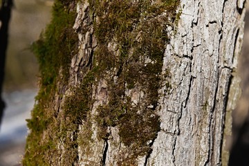 bark of a tree