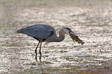 Great Blue Heron, Ardea herodias, swallowing large fish