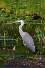 Great Blue Heron and Red-winged Blackbird