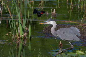 Great Blue Heron harrased by Red-winged Blackbird