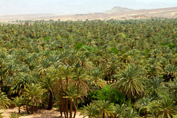 Fototapeta na wymiar Valle del fiume Draa, Marocco