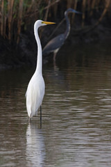 Great Egret, Ardea alba, in marsh