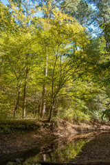 Fototapeta premium Stream in Mistletoe State Park, Georgia