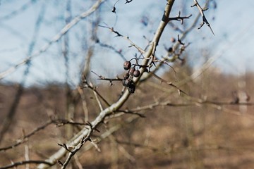 Branch of dried berries rowan