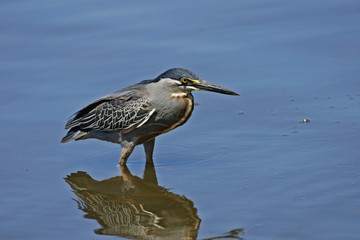 Striated Heron, Butorides striata, in marsh