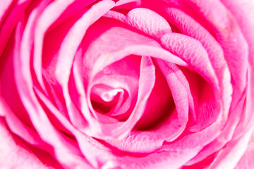 Head of pink rose flower with petals