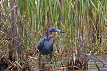 Little Blue Heron, Egretta caerulea, in marsh