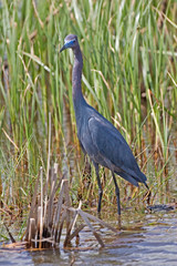Vertical of Little Blue Heron, Egretta caerulea