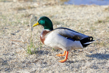 Canard colvert