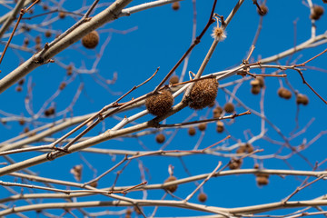 Looking up a London Plane tree branches in winter sunny day with a blue sky.