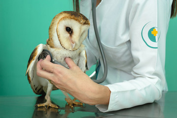 bird of prey being treated by veterinarians at his clinic