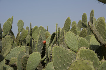 Prickly pears fruit . Prickly pear cactus against blue sky