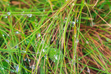 Rain drops on the grass