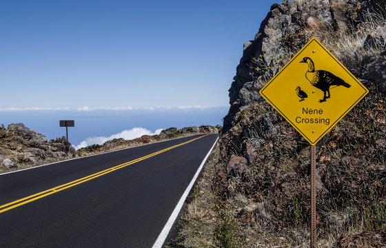 Rare Bird Crossing Sign:  A sign on the road to Mt. Haleakalā warns Maui motorists to be alert for Nene (Branta sandvicensis, Hawaiian goose), Hawaii&rsquo;s endangered state bird.