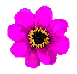 pixel field flower vector illustration isolated on white background