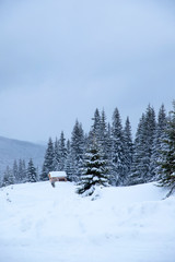 Obraz na płótnie Canvas Snow covered Christmas trees. Christmas trees in the snow beautiful background.