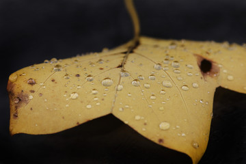 Leaf and water drops