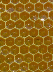 Honeycomb, nectar and light reflected from its surface.