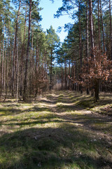 Forest seen in early spring