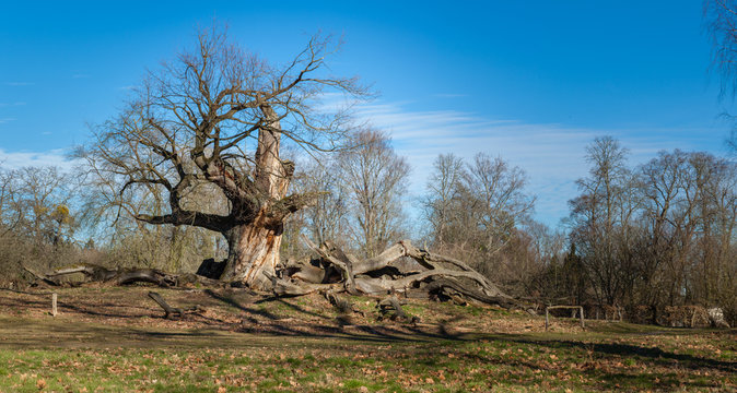 Naturdenkmal Nr. 15 Stiel-Eiche im Schlo&szlig;park Sacrow 
