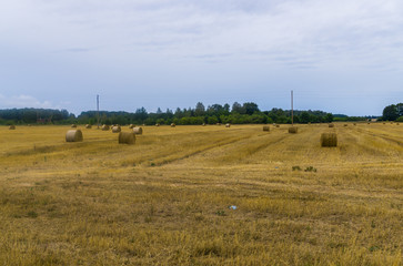 Obraz premium bundles of hay rolls on the farmland, twisted hay in the field.