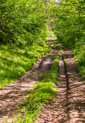 Obraz premium road in forest