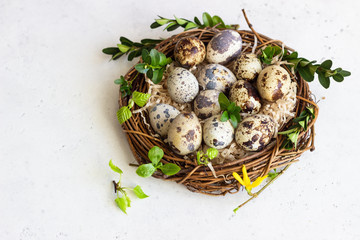 Quail Easter eggs with spring green leaves in nest on light concrete background with copy space. Spring, Easter or healthy organic food concept.