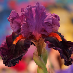 iris_1
