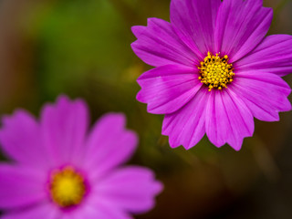 Obraz premium Two Pink Flowers in Garden, Overhead View