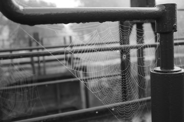 toile d'araign&eacute;e