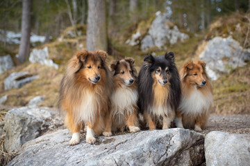 collie