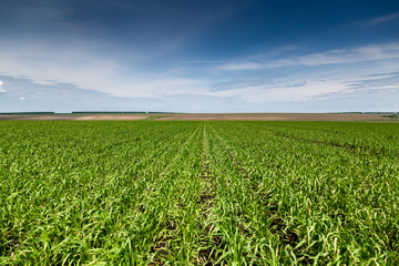 Fototapeta na wymiar young green wheat growing in soil 