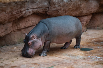 close up on hippopotamus on the catwalk