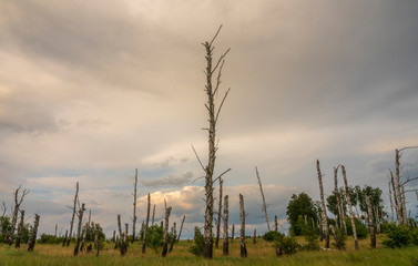 Obraz premium Dry birch on a background of thunderstorms.