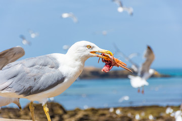 Seagull eating its seafood in the beach of Essaouira, Morocco