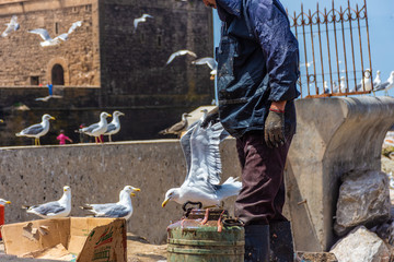 A fisherman catching a seagull for its wings in Essaouira, Morocco