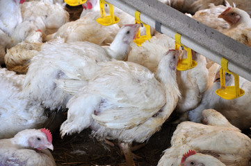 Farm for growing broiler chickens