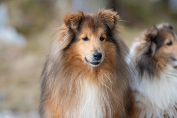 collie