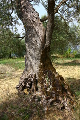 Fototapeta premium Olivenbaum