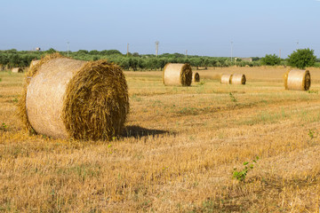 Fototapeta premium Beautiful landscape with straw bales in summer