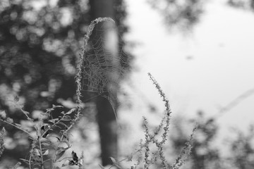 toile d'araign&eacute;e sur l'oust