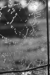 gouttes sur toile