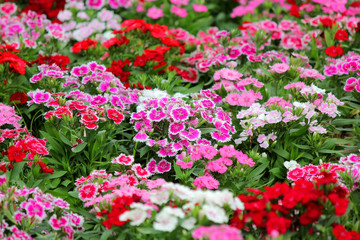 dianthus flower blossom in the garden